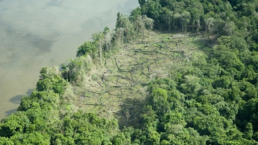 Gerodeter Regenwald in Brasilien. | Bild: picture-alliance/dpa
