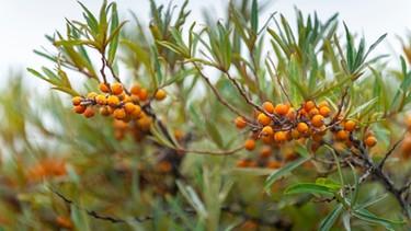 Orange Beeren an Ast | Bild: mauritius-images
