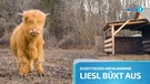 Startbild zum Video über das Schottische Hochlandrind Liesl, das so gerne stiften geht, aber immer wieder zurückkommt. | Bild: BR/ Bogdam Kramliczek