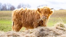 Liesl, ein Scottish Highland Kalb, schaut in die Kamera und frisst Stroh. | Bild: BR/ Bogdan Kramliczek