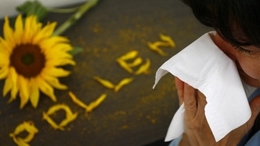 Das Wort "Pollen" geschrieben mit Sonnenblumenblättern | Bild: colourbox.com