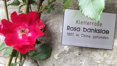 Im Rosengarten auf der Insel Mainau | Bild: BR, Christoph Scheule