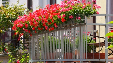 Blumenkastenreihe mit rot blühenden Geranien | Bild: mauritius-images