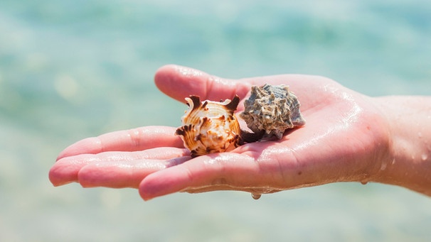 Auf einer ausgestreckten Hand liegen gesammelte Muscheln. | Bild: mauritius-images