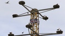 Storchen nisten auf einem Baukran in Kirchheim | Bild: picture-alliance/dpa