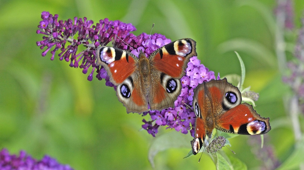 Schmetterlinge: Farbtupfer im Garten