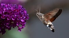Taubenschwänzchen an einer Sommerflieder-Blüte | Bild: picture-alliance/dpa
