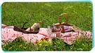Picknick auf einer Wiese | Bild: mauritius-images