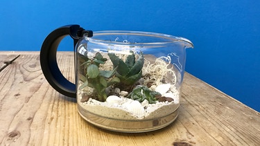 Sukkulenten, Muscheln und Sand in einer ausgedienten Kaffeekanne | Bild: BR