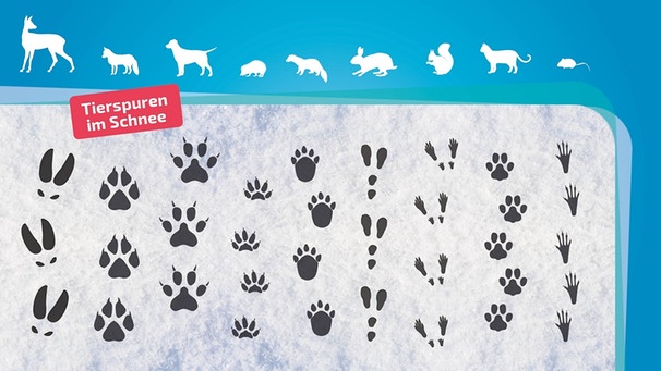 Übersicht über verschiedene Tierspuren im Schnee | Bild: BR