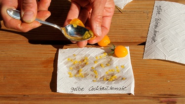 Die eingeweichten Samen werden aus dem Sieb auf ein Stück Küchenkrepp gegeben. | Bild: mauritius-images