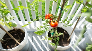 Verschiedene Tomatensorten liegen auf schwarzem untergrund | Bild: mauritius-images