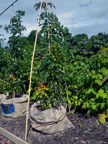 Eine hohe Tomoffel-Pflanze, die gerade Tomaten trägt. | Bild: mauritius-images