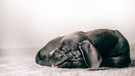 Schwarzer Hund schläft | Bild: mauritius-images