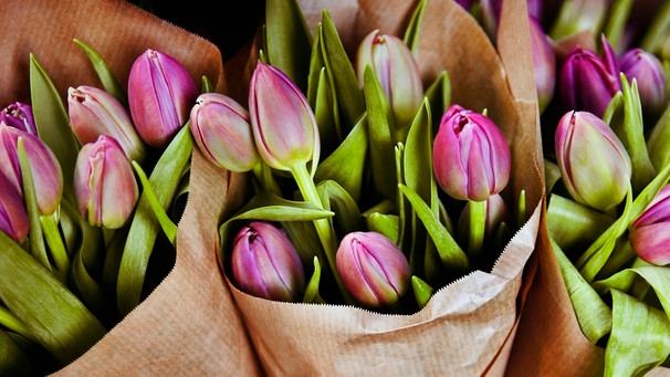 Frisch gekaufte, in Papier eingewickelte Tulpen.  | Bild: mauritius images / Johnér