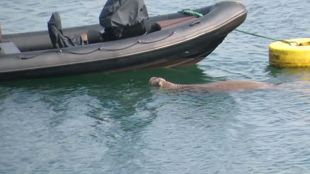 I have been fortunate over the years to have enjoyed many memorable wildlife scenes....
But,
a #Walrus - climbing into a boat - in #Ardmore, Co. Waterford is....
Well, definitely the most unexpected in a lifetime spent watching wildlife!
@RTECountryWide @RTENationwide @NatureRTE https://t.co/WjyTd4WXtV | Bild: WicklowN (via Twitter)