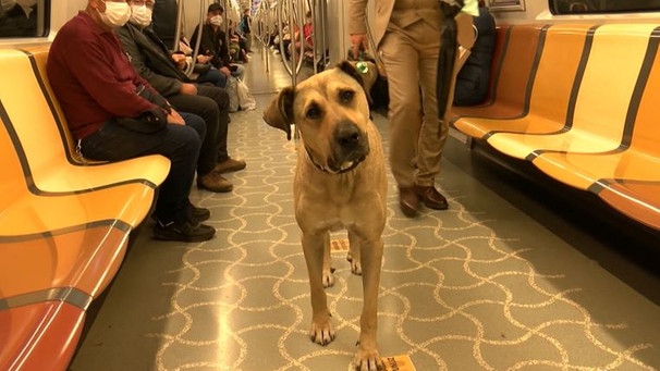 Hi, I'm Boji of Istanbul 🐕 Just like millions of my fellow Istanbulites, I use @municipalityist's public transport services every day. Come and say hi if you spot me on the bus, the metro or the ferry. https://t.co/h5wcs370X1 | Bild: boji_ist (via Twitter)