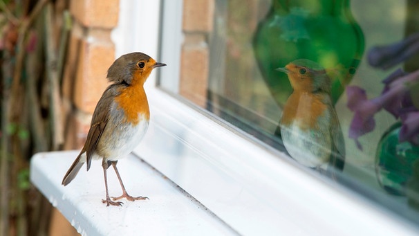 Vogelschlag: So verhindern Sie, dass Vögel gegen Ihre Scheiben fliegen, Bayern 1, Radio