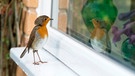 Vogel vor Fensterscheibe | Bild: mauritius images / Tim Gainey / Alamy / Alamy Stock Photos