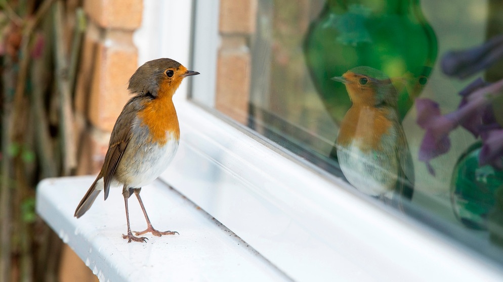 Vogelschlag: So verhindern Sie, dass Vögel gegen Ihre Scheiben