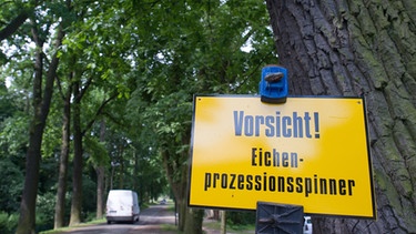 "Vorsicht Eichenprozessionsspinner" steht in schwarzer Schrift auf einem gelbem Schild vor einer Allee. | Bild: picture-alliance/dpa