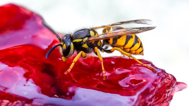 Ein Stück Erdbeerkuchen mit einer Wespe | Bild: mauritius-images