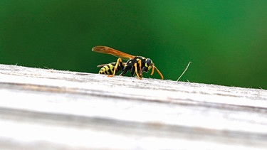 Eine Wespe sitzt auf einem Stück Holz | Bild: picture-alliance/dpa
