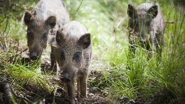 Drei junge Wildschweine im Gras | Bild: mauritius-images