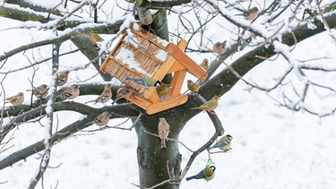 Futterstelle für Vögel im Winter | Bild: mauritius-images