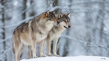 Zwei Wölfe im Schnee | Bild: mauritius images / Radius Images