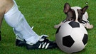 Hund Xaver schubst bei der WM 2002 den Ball zum traurigen Oliver Kahn | Bild: picture-alliance/dpa, Barbara Rötzer; Montage: BR