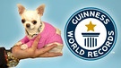 New World's Shortest Dog - Guinness World Records | Bild: Guinness World Records (via YouTube)