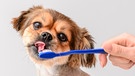 Kleiner Hund schleckt an einer Zahnbürste | Bild: mauritius images  Pixel-shot  Alamy  Alamy Stock Photos