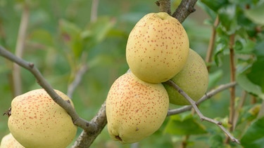 Zierquitte Frucht | Bild: mauritius-images