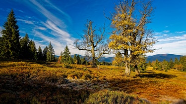 Impressionen aus dem Nationalpark Bayerischer Wald | Bild: Nationalpark Bayerischer Wald / Pressestelle / Steffen Krieger