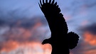 50 States - Arizona: Skulptur eines Adlers über dem Grand Canyon | Bild: BR/Dirk Rohrbach
