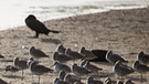 50 States - Dirk Rohrbach am Golf von Mexiko, Florida, USA; hier eine Kolonie von Vögeln, die hier überwintern. | Bild: BR/Dirk Rohrbach