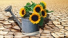 Gießkanne mit Sonnenblume vor Wüstenlandschaft | Bild: colourbox.com Montage BR
