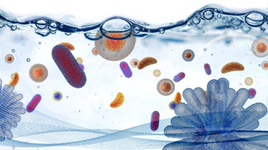 Mikroorganismen im Wasser | Bild: BR/ Orthofer