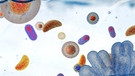 Mikroorganismen im Wasser | Bild: BR/ Orthofer
