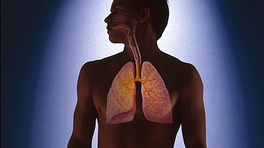 Silhouette eines jungen Mannes, auf der graphisch seine oberen Atemwege und die Lungenflügel hervorgehoben sind. | Bild: picture-alliance/dpa