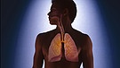 Silhouette eines jungen Mannes, auf der graphisch seine oberen Atemwege und die Lungenflügel hervorgehoben sind. | Bild: picture-alliance/dpa