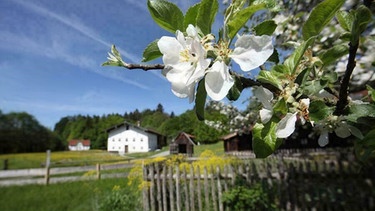 Im Vordergrund eine weiße Blüte, dahinter, unscharf, ein Zaun und ein altes Bauernhaus.
| Bild: Bezirk Oberbayern, Archiv BHM Amerang, G. Nixdorf