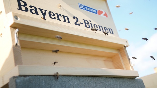 Bienen am Bayern 2-Bienenstock | Bild: BR