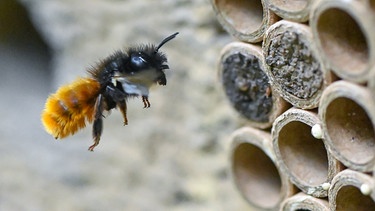 Eine Gehörnte Mauerbiene (Osmia cornuta) im Anflug auf spezielle Brutröhrchen  | Bild: dpa-Bildfunk/Patrick Pleul