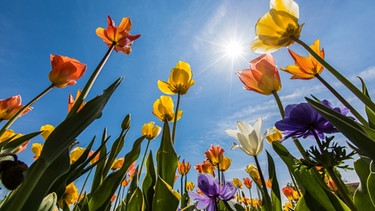 Tulpen in der Sonne | Bild: colourbox.com