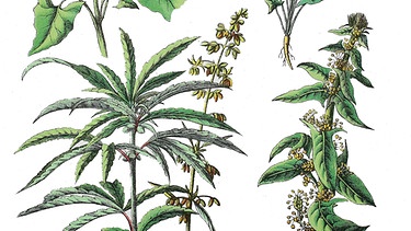 Gezeichnete Cannabispflanzen | Bild: picture-alliance/dpa