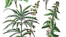 Gezeichnete Cannabispflanzen | Bild: picture-alliance/dpa