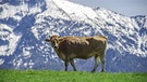 Eine Kuh | Bild: BR / Henning Pfeifer