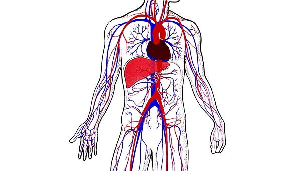 Schematische Darstellung des Blutkreislaufs. | Bild: picture-alliance/dpa